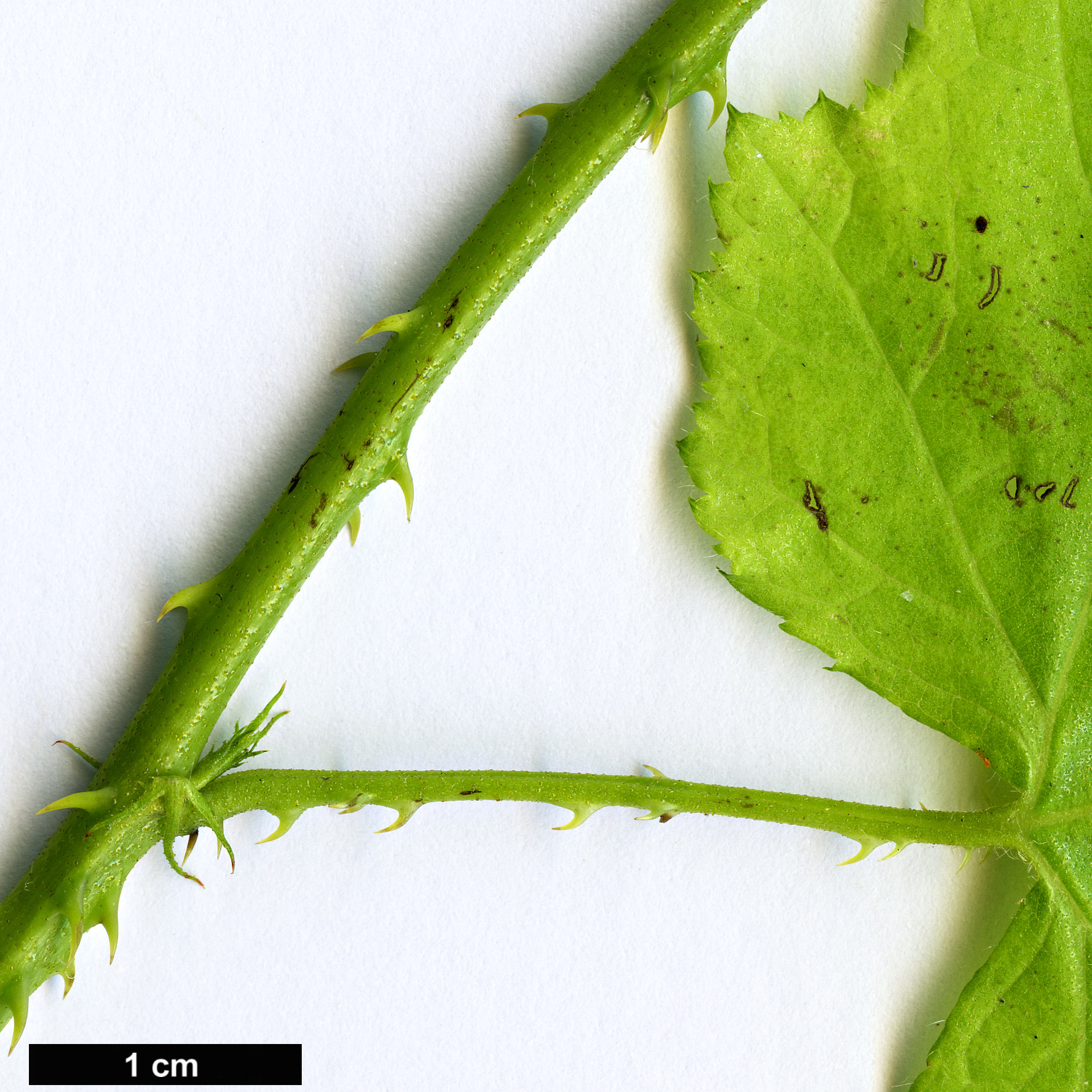 High resolution image: Family: Rosaceae - Genus: Rubus - Taxon: lambertianus